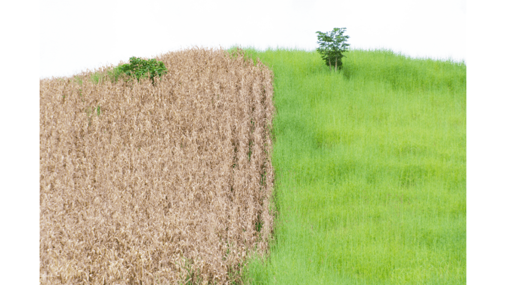 Reviving Nature: Strategies for a Sustainable Future in Ecological Restoration