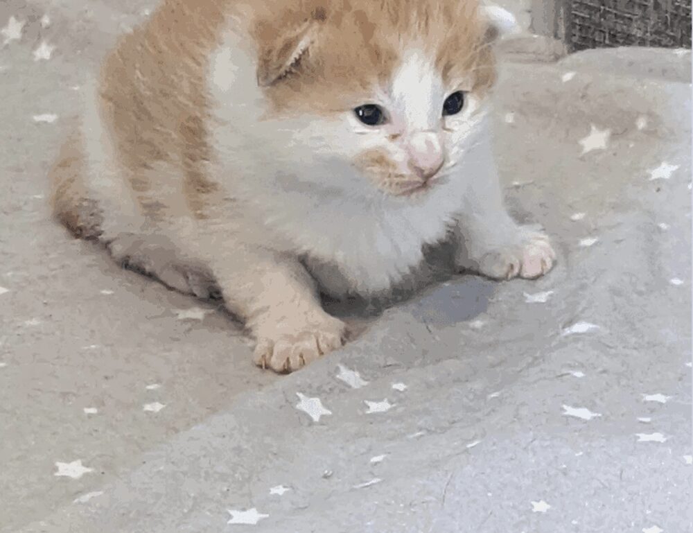 lsit of games munjoff1445