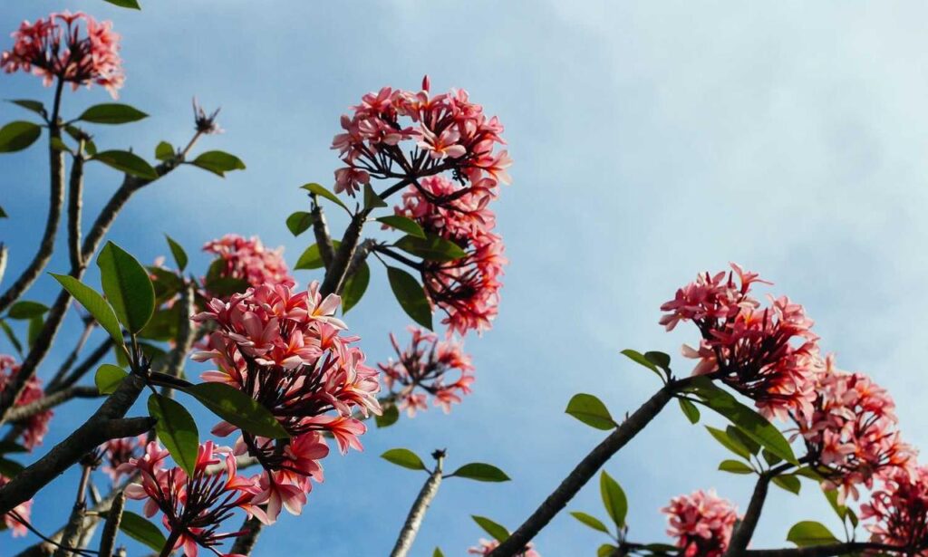 why is lescohid herbicide good