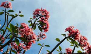 why is lescohid herbicide good