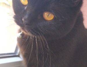 is 2.6 ghz good for a laptop