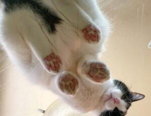 joint stock company definition ap world history