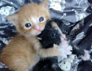 lake tahoe to las vegas distance