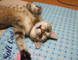 layers for medium length fine hair