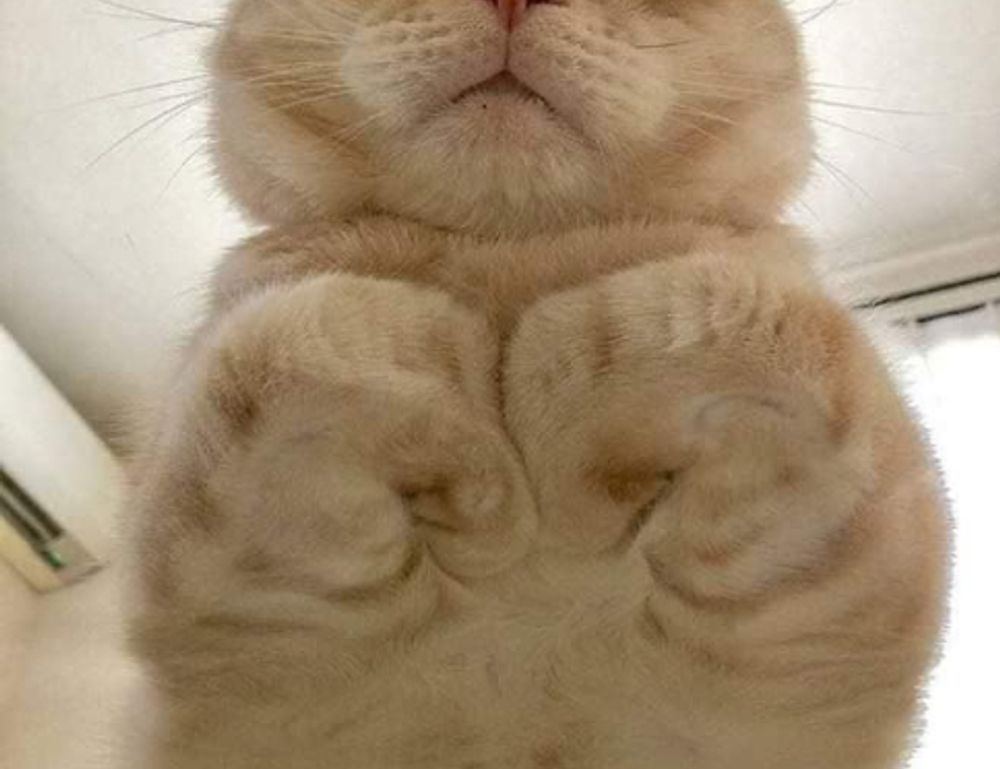 league of legends anti shield item