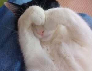 list of gamache books in order