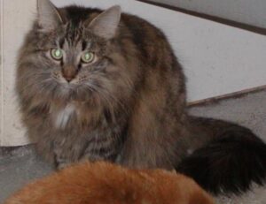 list of louise penny books in chronological order